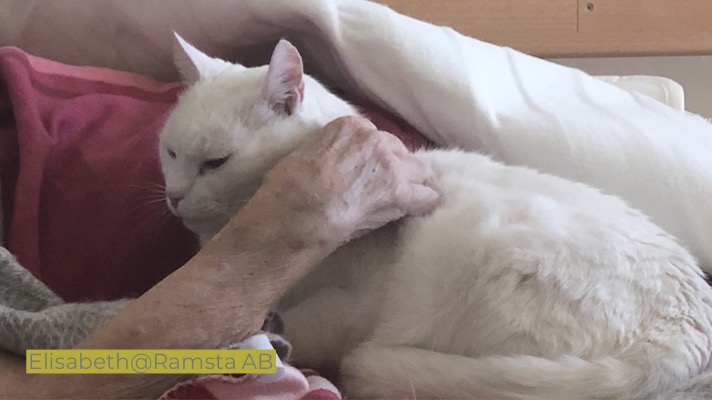 Katten-människans bästa vän