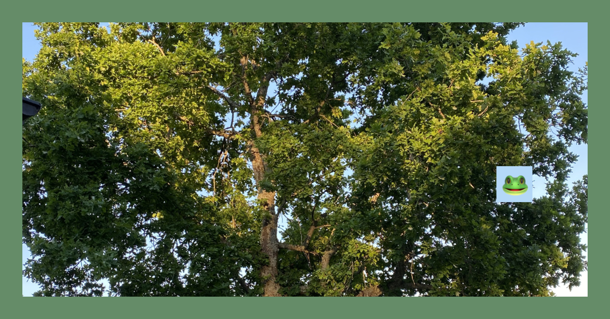 Med Eken önskas en vilsam sommar