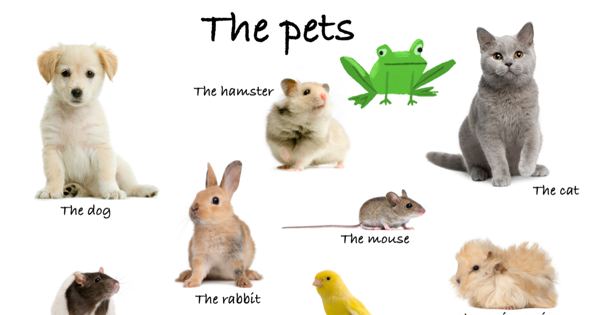 Undersköterska eller djursköterska