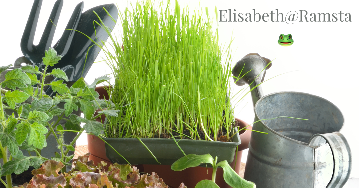 Vikten av att vattna blommorna